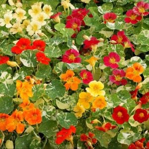 Latin çiçeği tohumu alaska karışımı nasturtium majus