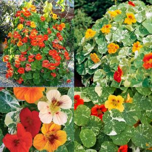 Latin çiçeği tohumu alaska karışımı nasturtium majus