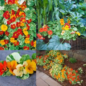 Latin çiçeği tohumu alaska karışımı nasturtium majus