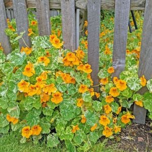 Latin çiçeği tohumu alaska karışımı nasturtium majus