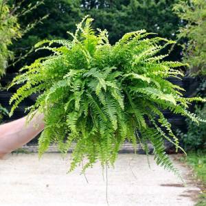 Nephrolepis exaltata aşk merdiveni bitkisi saksıda