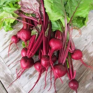 Erkenci kırmızı pancar tohumu geleneksel beet early wonder
