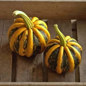 Kamo Kamo yazlık kışlık kabak tohumu squash
