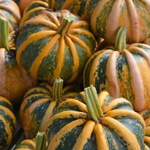 Kamo Kamo yazlık kışlık kabak tohumu squash
