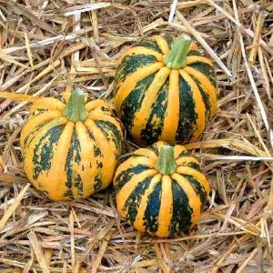 Kamo Kamo yazlık kışlık kabak tohumu squash