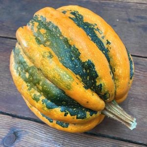 Kamo Kamo yazlık kışlık kabak tohumu squash