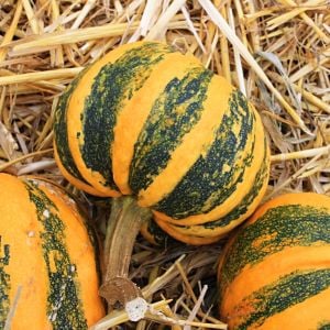 Kamo Kamo yazlık kışlık kabak tohumu squash