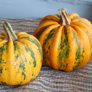 Kamo Kamo yazlık kışlık kabak tohumu squash