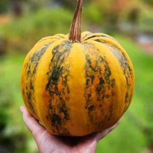 Kamo Kamo yazlık kışlık kabak tohumu squash
