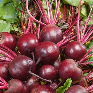 Yakut kırmızı pancar tohumu geleneksel beet ruby queen beta vulgaris
