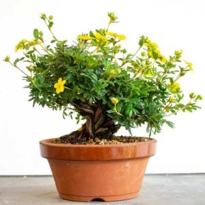 Potentilla fruticosa fidanı beşparmakotu çalısı