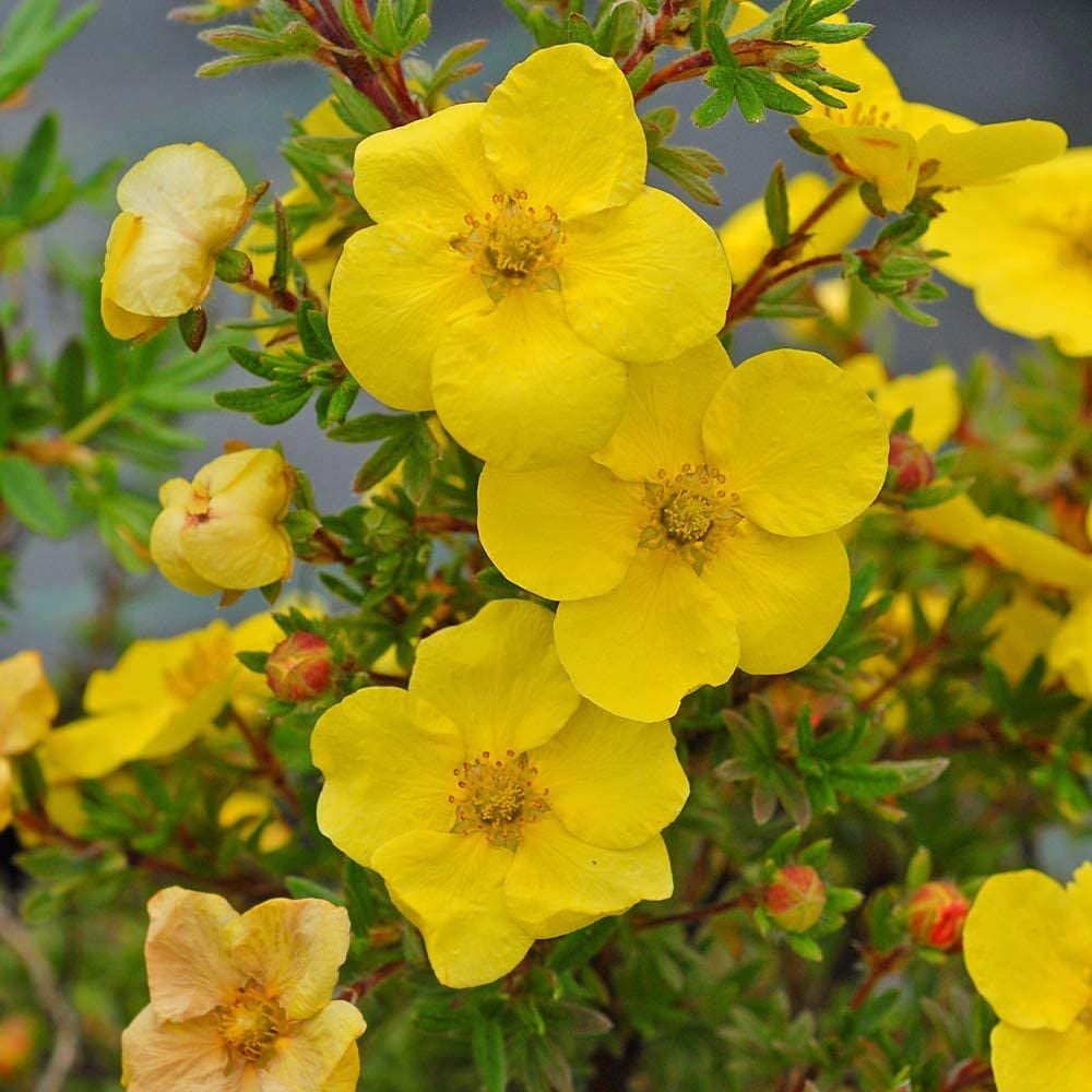 Potentilla fruticosa fidanı beşparmakotu çalısı