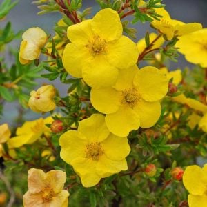 Potentilla fruticosa fidanı beşparmakotu çalısı