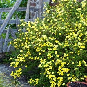 Potentilla fruticosa fidanı beşparmakotu çalısı