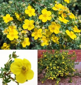Potentilla fruticosa fidanı beşparmakotu çalısı