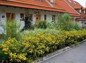 Potentilla fruticosa fidanı beşparmakotu çalısı
