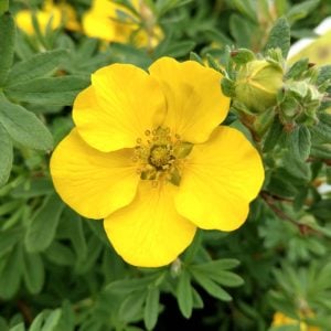 Potentilla fruticosa fidanı beşparmakotu çalısı