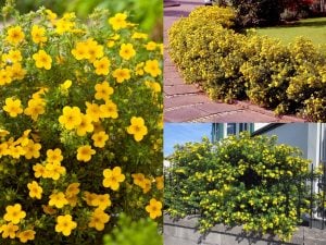 Potentilla fruticosa fidanı beşparmakotu çalısı