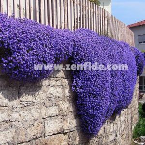 Mavi aubrieta çiçekli yer örtücü obrizya 7 cm saksıda