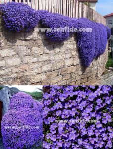 Mavi aubrieta çiçekli yer örtücü obrizya 7 cm saksıda