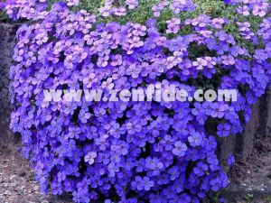 Mavi aubrieta çiçekli yer örtücü obrizya 7 cm saksıda