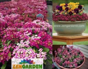 Kırmızı alyssum tohumu kokulu bodur yer örtücü easter bonnet