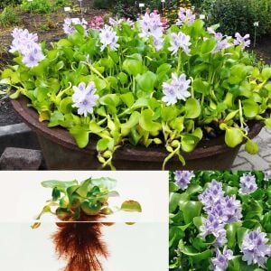 Su sümbülü eichhornia crassipes canlı bitki