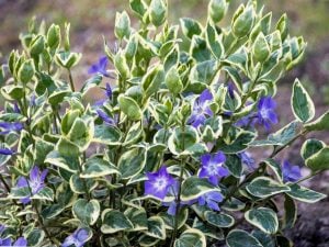 Cezayir menekşesi alaca iri yapraklı vinca major fidesi yerörtücü
