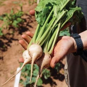 Beyaz pancar tohumu geleneksel beet white albino beta vulgaris