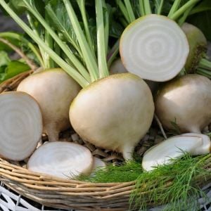 Beyaz pancar tohumu geleneksel beet white albino beta vulgaris