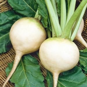Beyaz pancar tohumu geleneksel beet white albino beta vulgaris