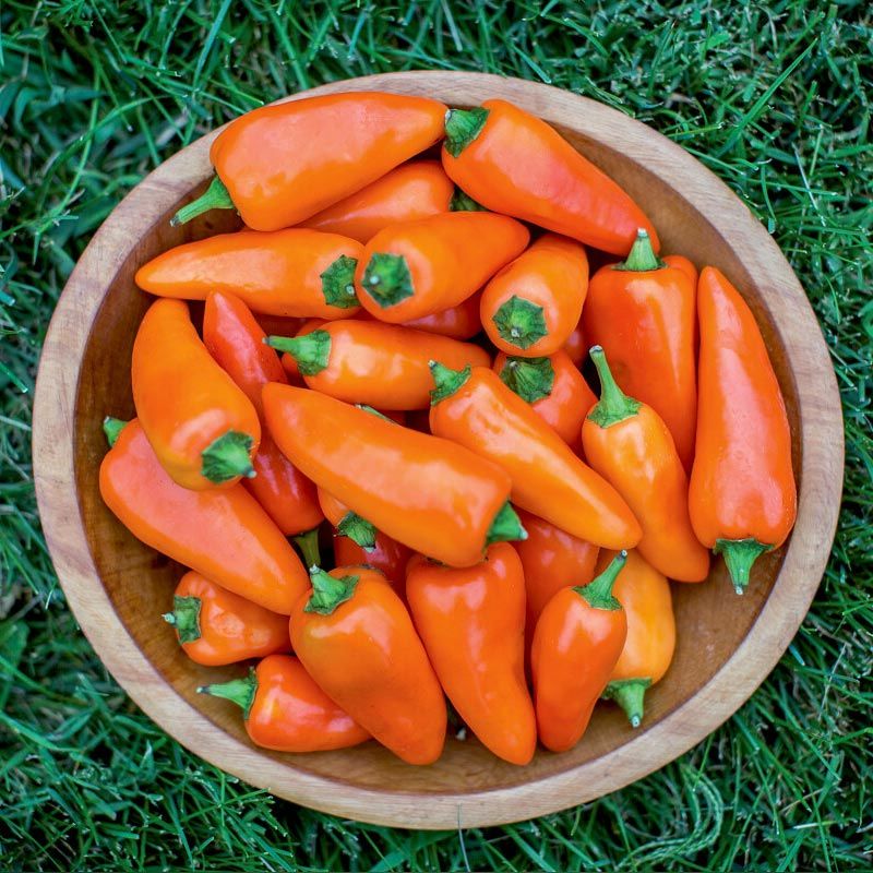 Turuncu biber tohumu tangerine dream capsicum annuum