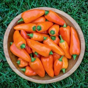 Turuncu biber tohumu tangerine dream capsicum annuum