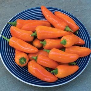 Turuncu biber tohumu tangerine dream capsicum annuum