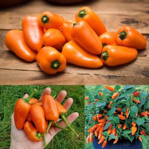 Turuncu biber tohumu tangerine dream capsicum annuum