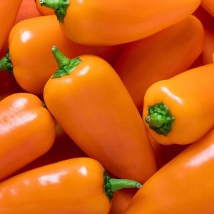 Turuncu biber tohumu tangerine dream capsicum annuum