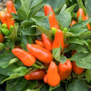 Turuncu biber tohumu tangerine dream capsicum annuum