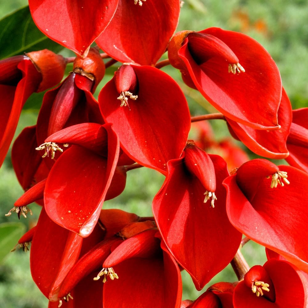 Mercan ağacı fidanı Erythrina crista-galli