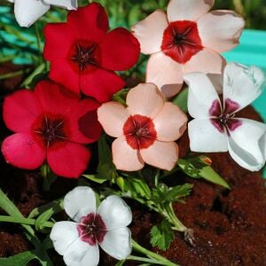 Keten çiçeği linum tohumu üç renkli karışım
