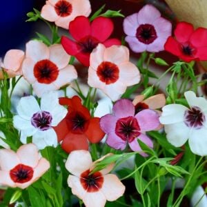 Keten çiçeği linum tohumu üç renkli karışım