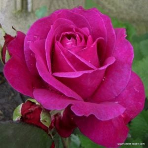 Parole parfüm serisi gül fidanı aşılı 3+ yaş