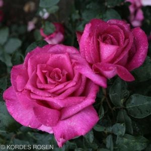 Parole parfüm serisi gül fidanı aşılı 3+ yaş