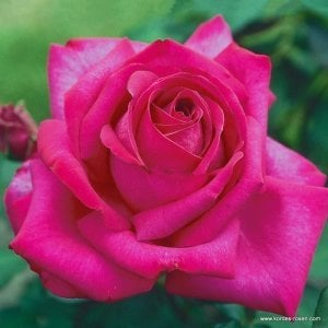 Parole parfüm serisi gül fidanı aşılı 3+ yaş