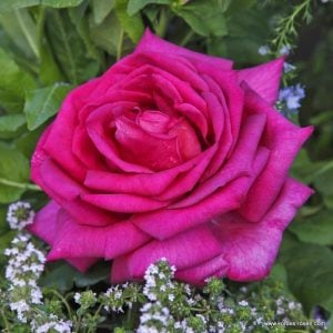 Parole parfüm serisi gül fidanı aşılı 3+ yaş