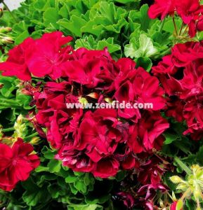 Kadife kırmızı sardunya fidesi ithal grandeur dark velvet red