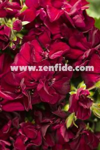 Kadife kırmızı sardunya fidesi ithal grandeur dark velvet red