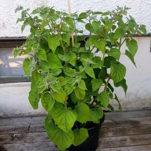 Altın çilek fidesi Goldvital physalis peruviana