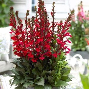 Kırmızı lobelya fan çiçeği saksıda lobelia speciosa