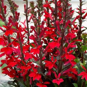 Kırmızı lobelya fan çiçeği saksıda lobelia speciosa