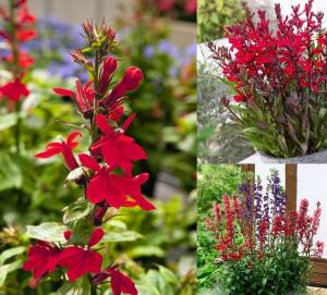Kırmızı lobelya fan çiçeği saksıda lobelia speciosa
